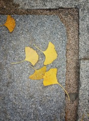 20151121_133003_1