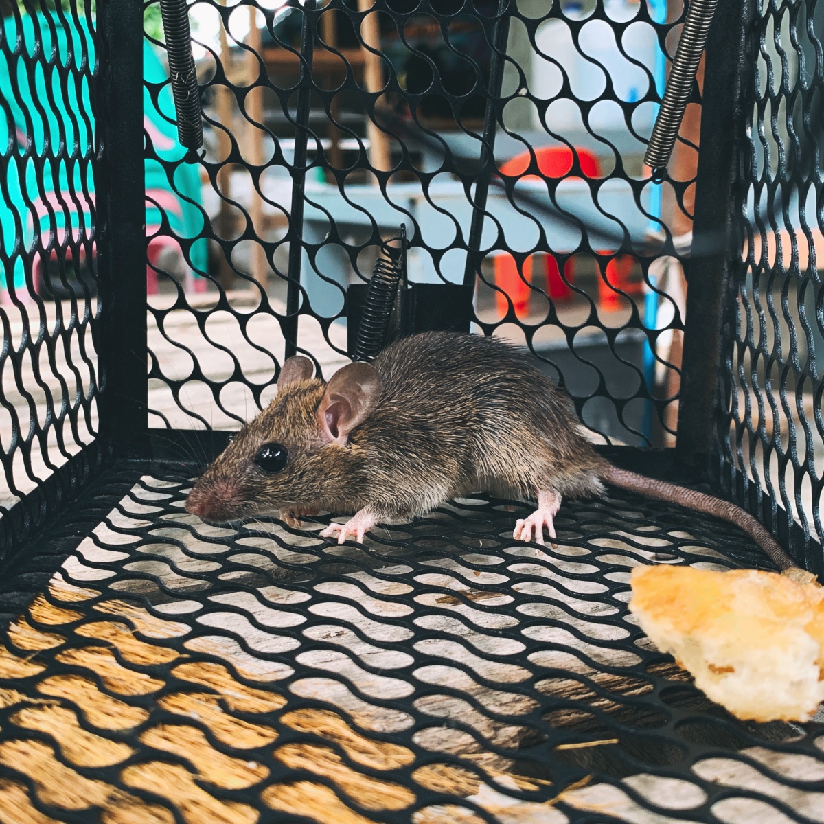 鼠哥被判了盗窃罪有期徒刑3年缓刑2小时