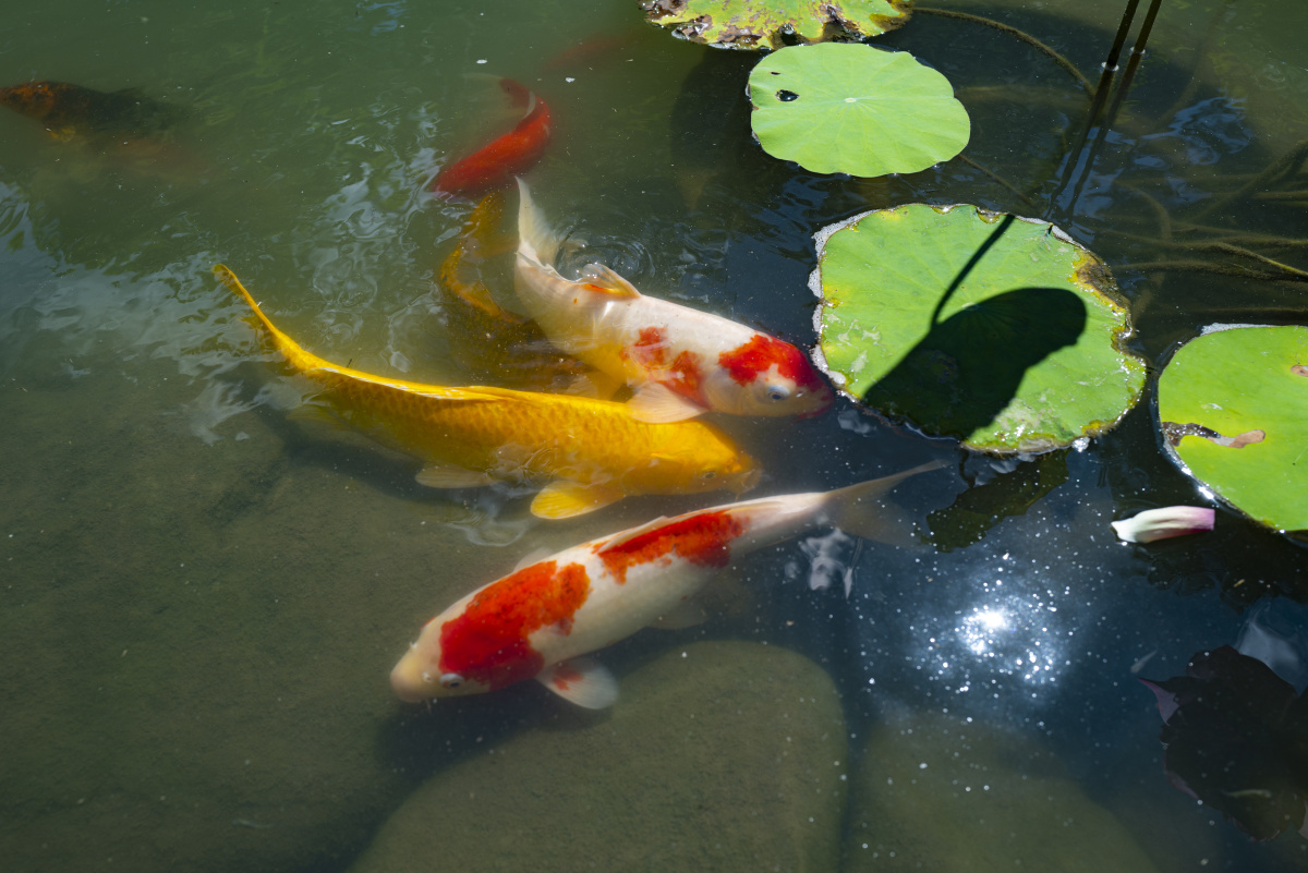 枫林荷塘莲悠悠