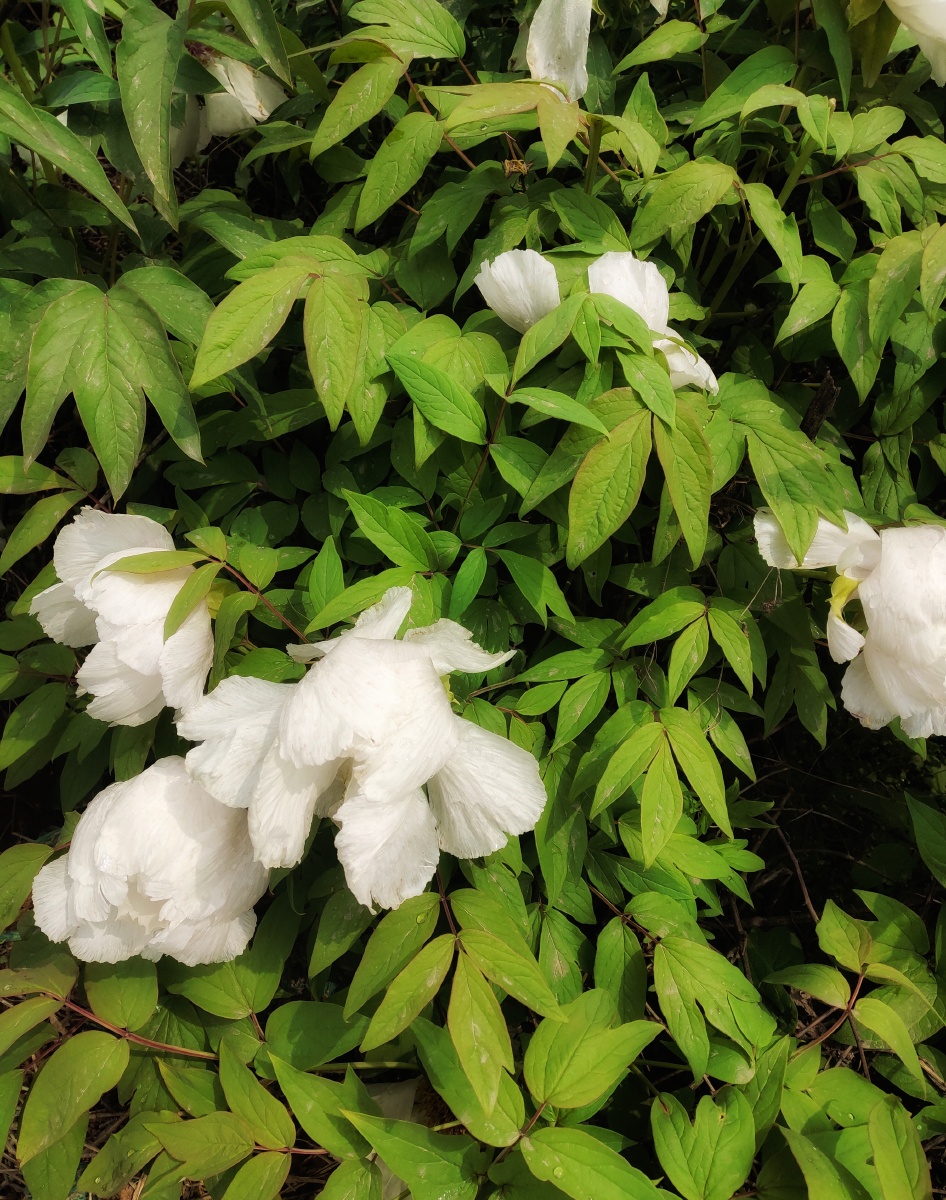 偶然出现惊艳于整个夏天 - 愿与梅花过一生 - 图虫