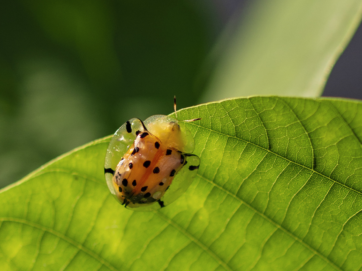 瓢虫- ywx211 - 图虫