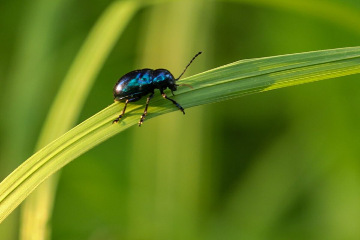 小时候经常捉的蓝色小虫