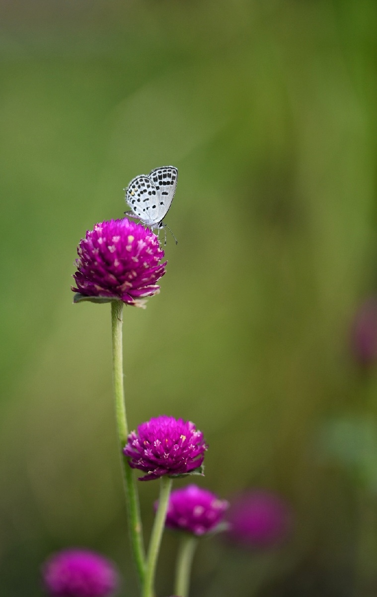 《小花小景》拍于植物园 - 陶然渔夫 - 图虫