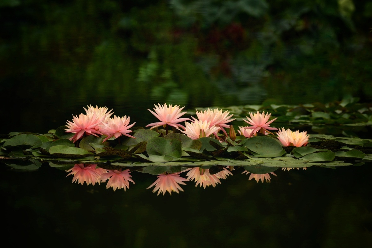 荷趣周末莲花池小拍