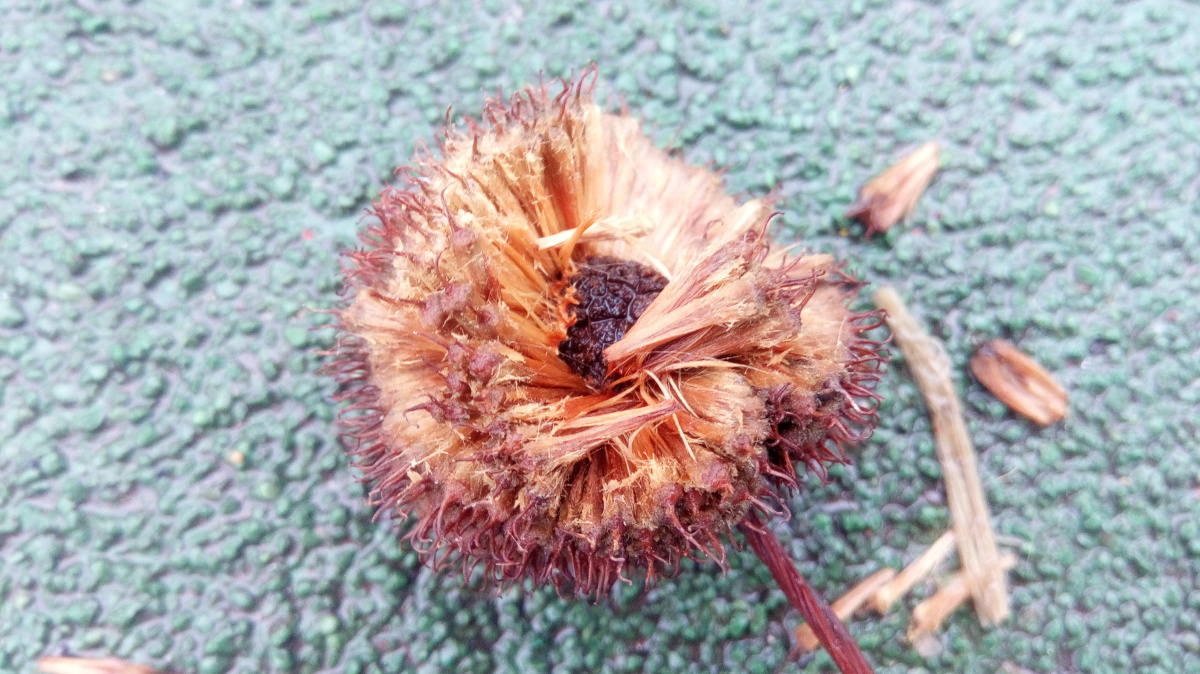 裂开的梧桐树果子