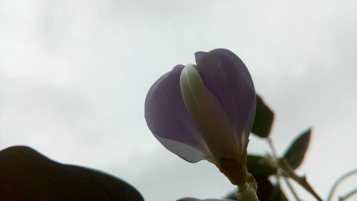 豇豆花之早上七点