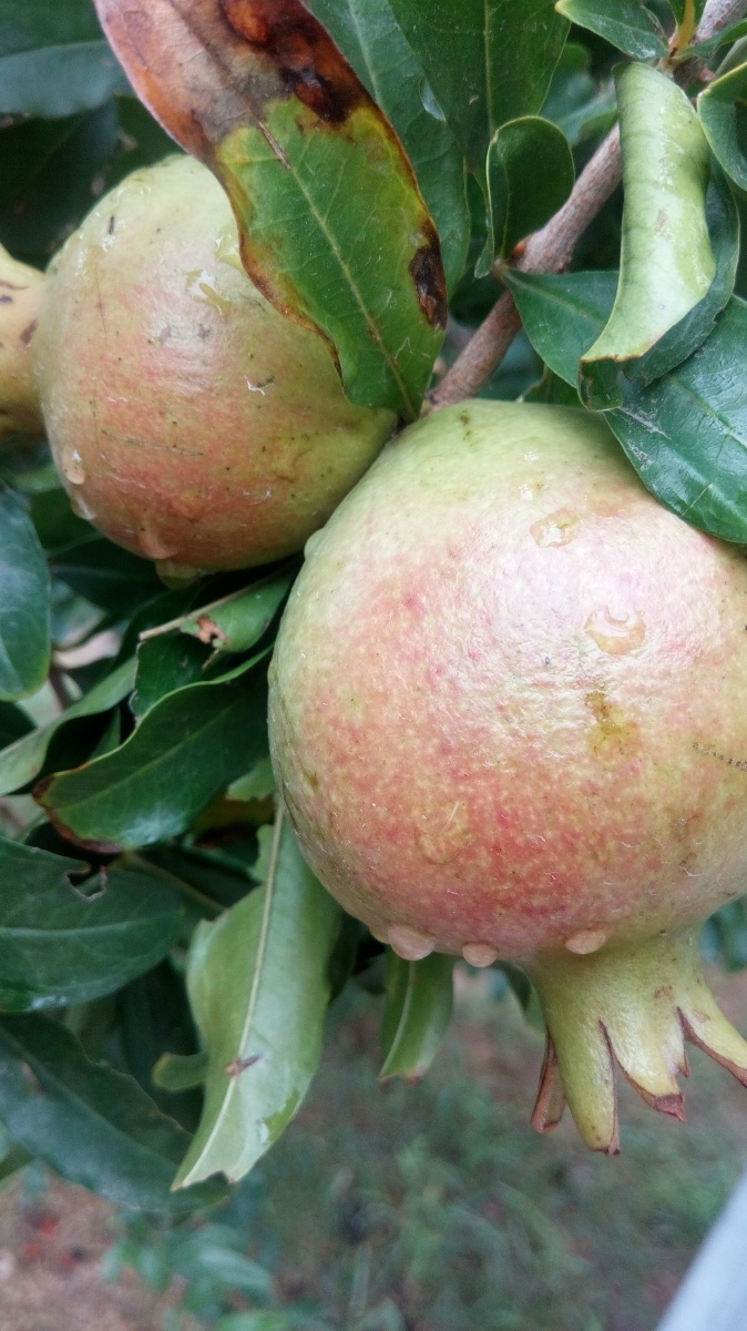 果果集:青石榴 - 武汉追光人 - 图虫