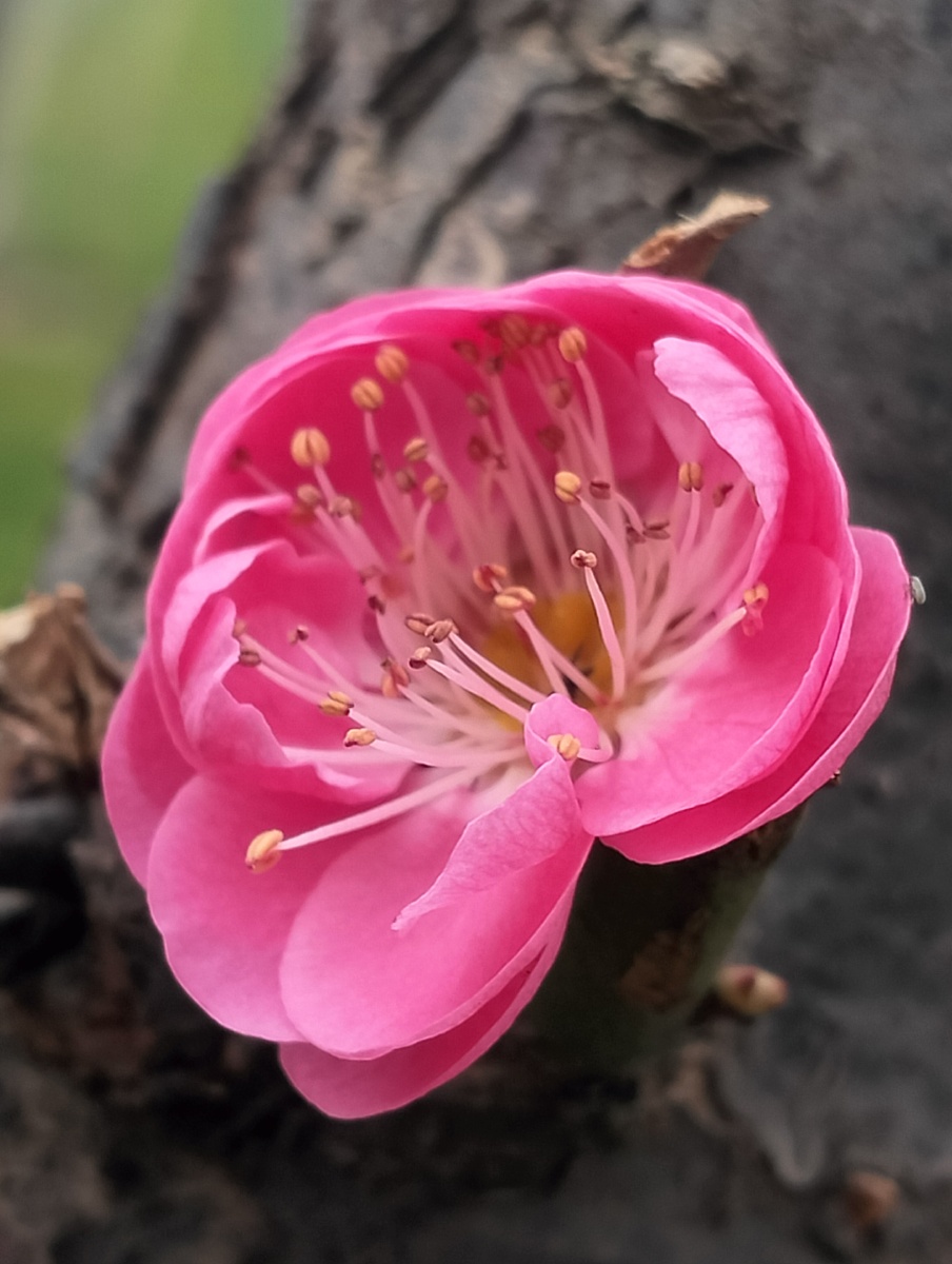 花花集一朵红梅20230228