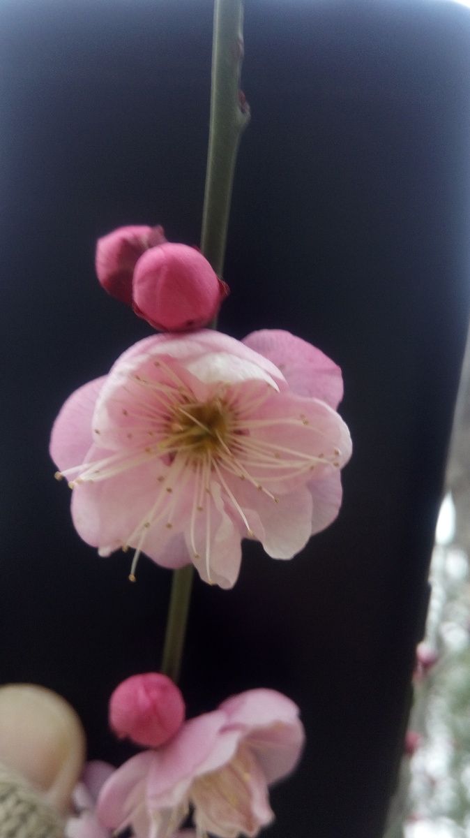 黑底梅花