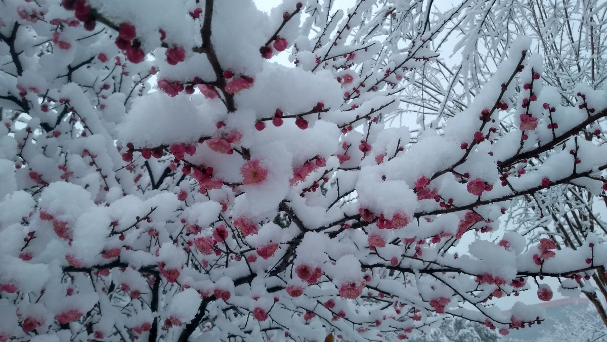 壬酉年正月初七武汉二妃山雪中红梅