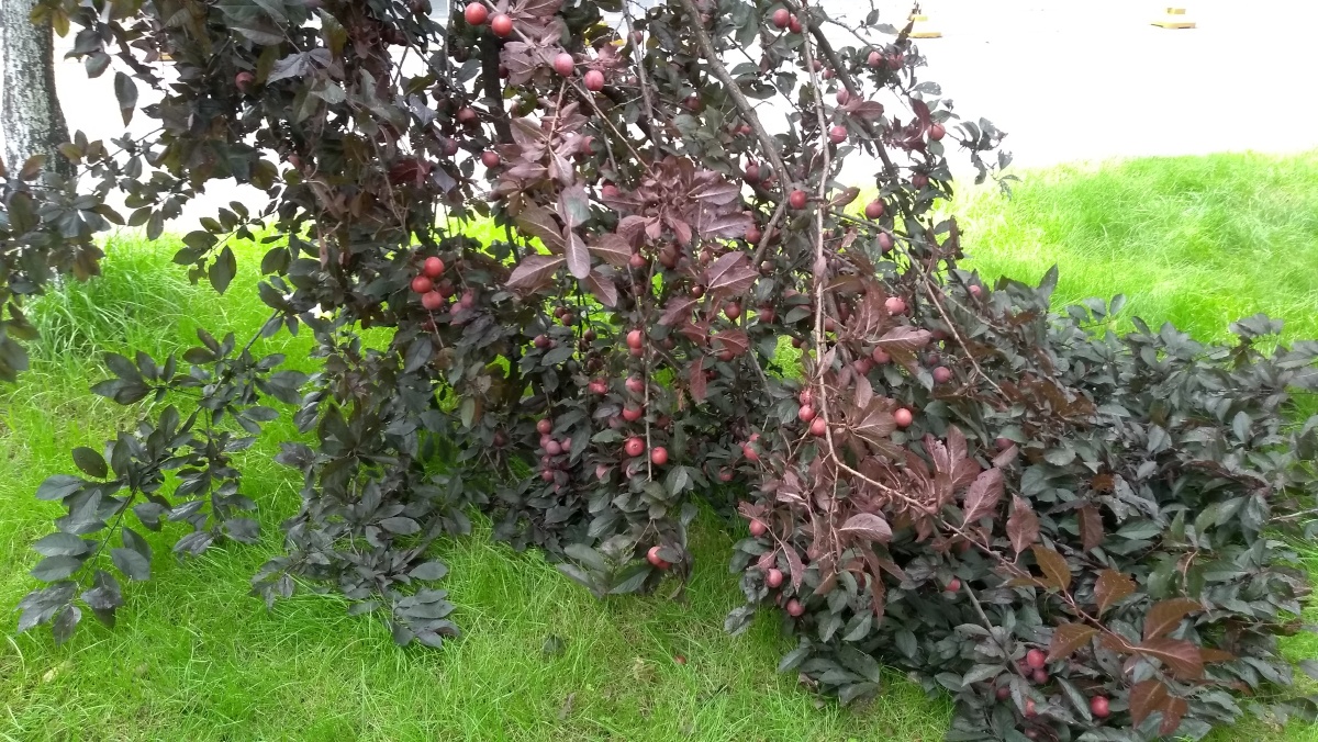 硕果累累被压断了的红李子树