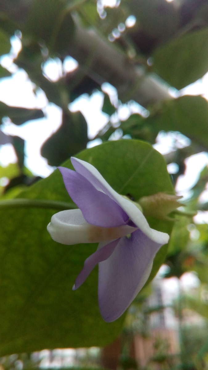 豇豆花之早上七点半