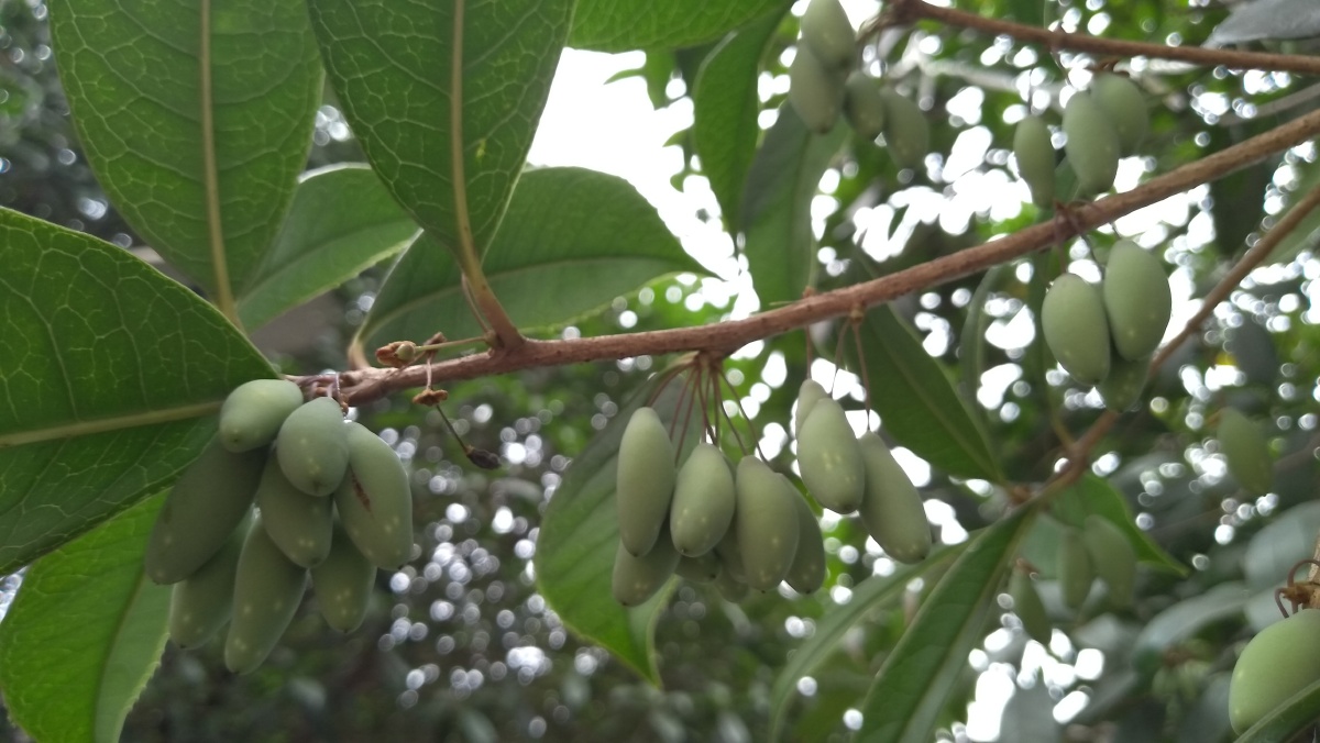 桂花树的果实 - 武汉追光人 - 图虫