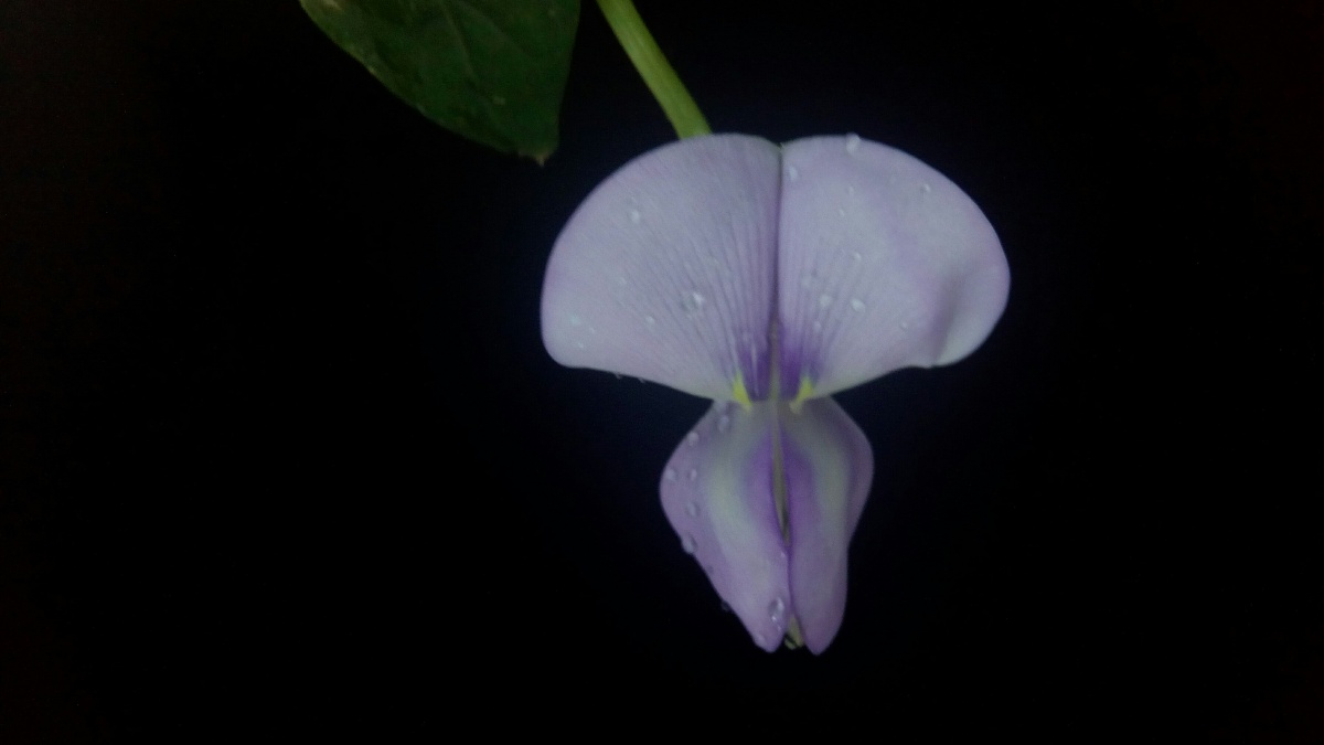 豇豆花之雨后上午八点半