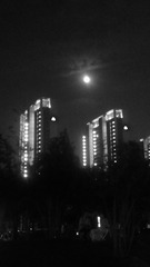 204775