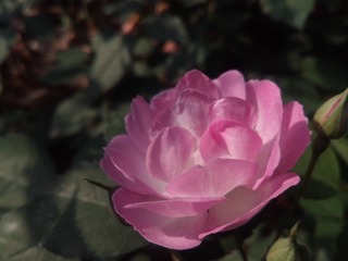 159040