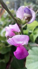 201264
