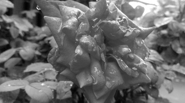 201244