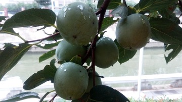 201239