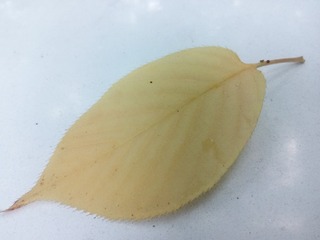 175522