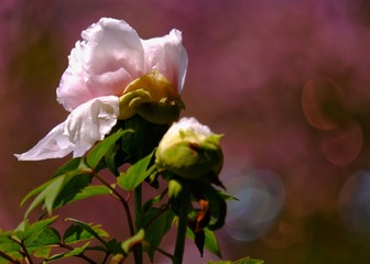 446948AE-A660-4EDA-8D88-4609A2940239/L0/001