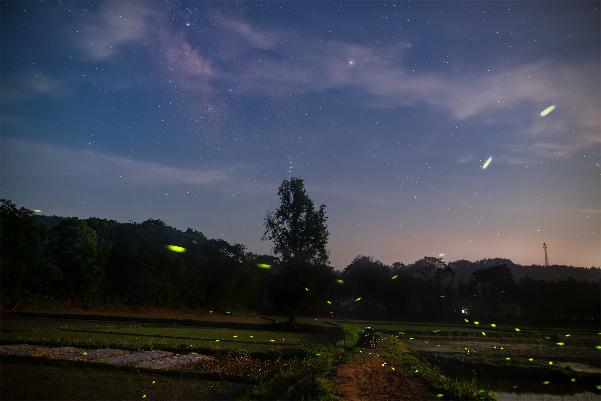 小小流萤在田野间里在璀璨的星空里你多么欢乐地展开你的翅膀