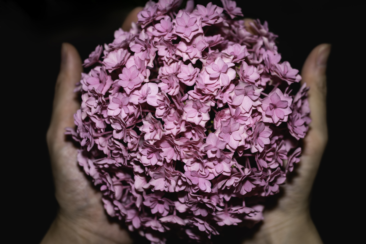 守护盛放手的礼赞特写构图