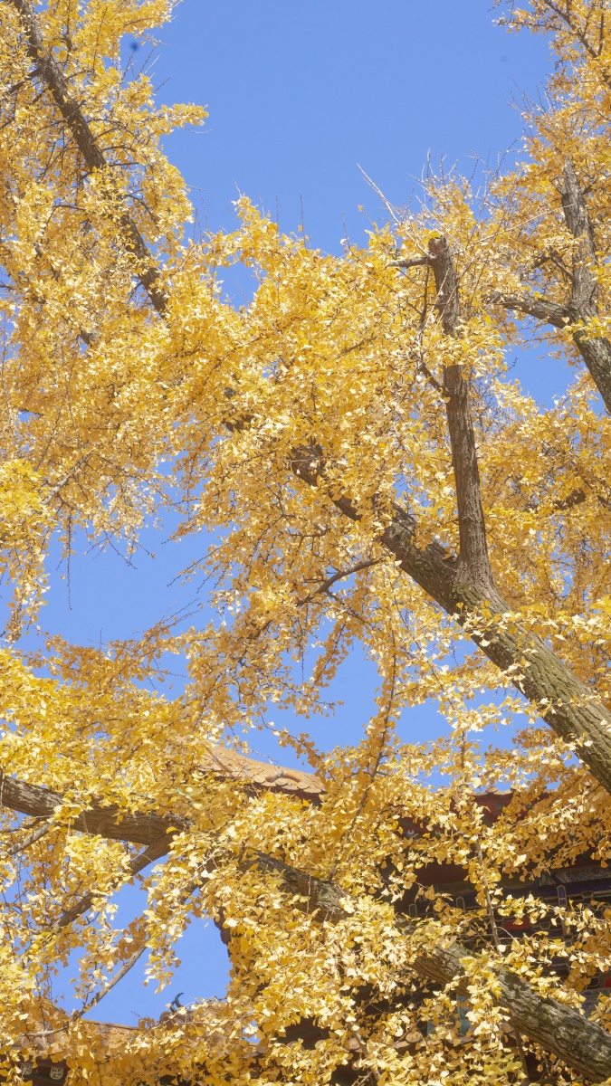 宝通寺打卡满树黄叶尽显温柔78一场独行78一次修行
