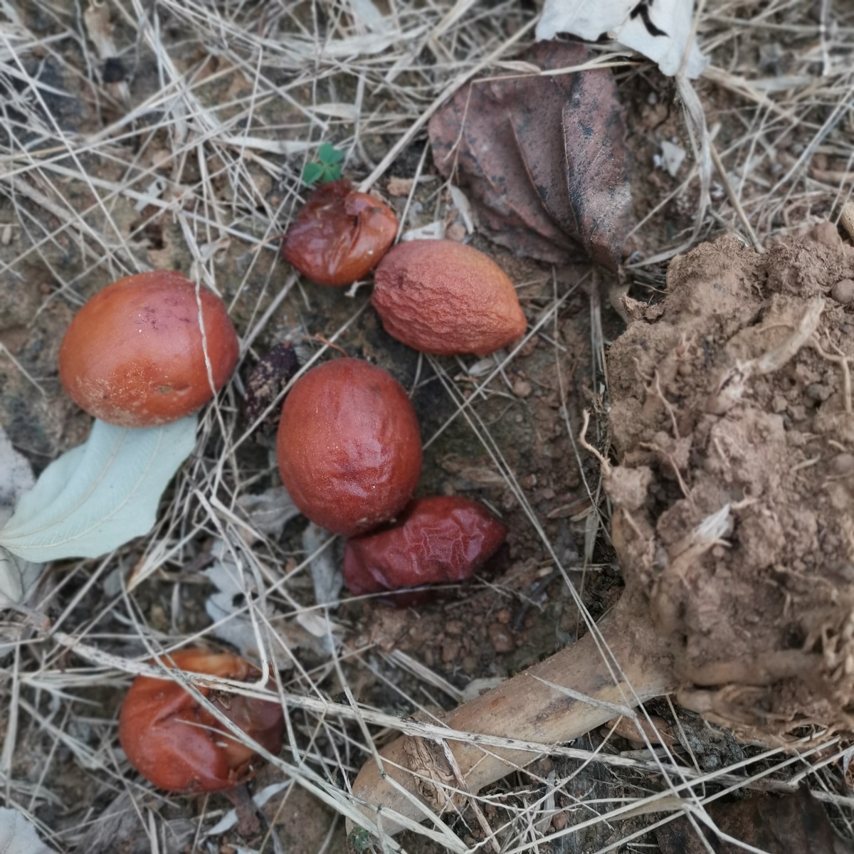 下午去大青枣地逛悠这时间的枣子己过成熟季村里少有人吃熟透的果子从