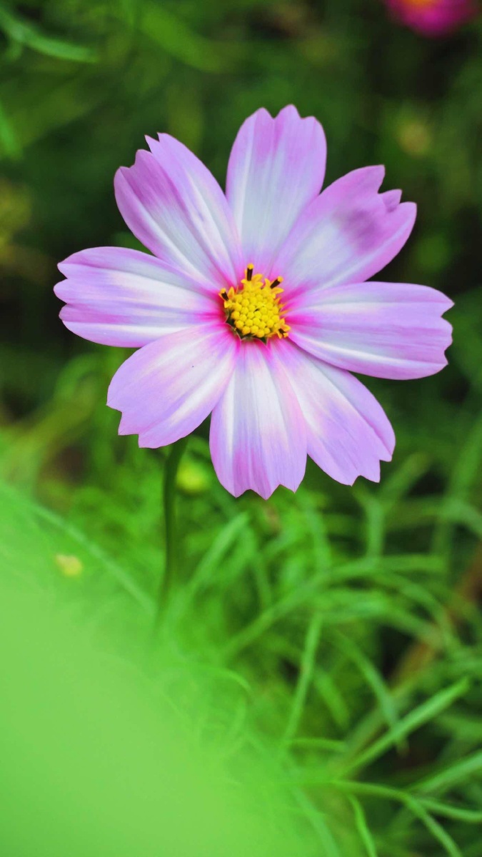 像一颗海草海草海草随风飘扬