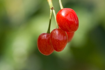 435666