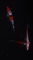 3088258