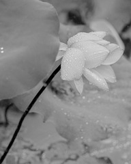 7C36105B-8213-4B87-8969-E2439F56BBF4/L0/001