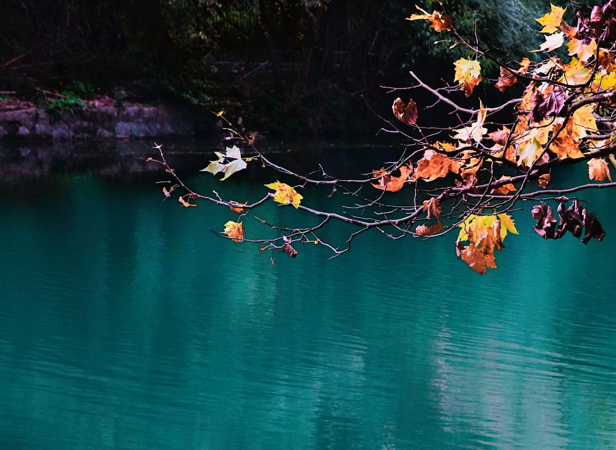 河边梧桐树枯叶高角度视图61秋渐远