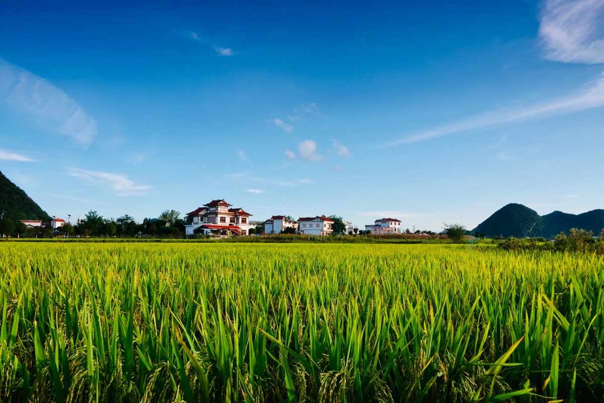 农田顶天景观61稻谷黄了