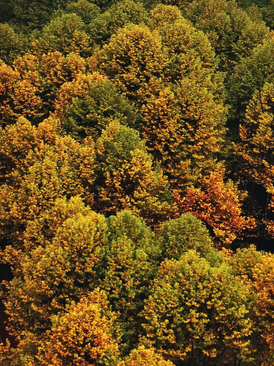 秋季梧桐林高视角61金秋