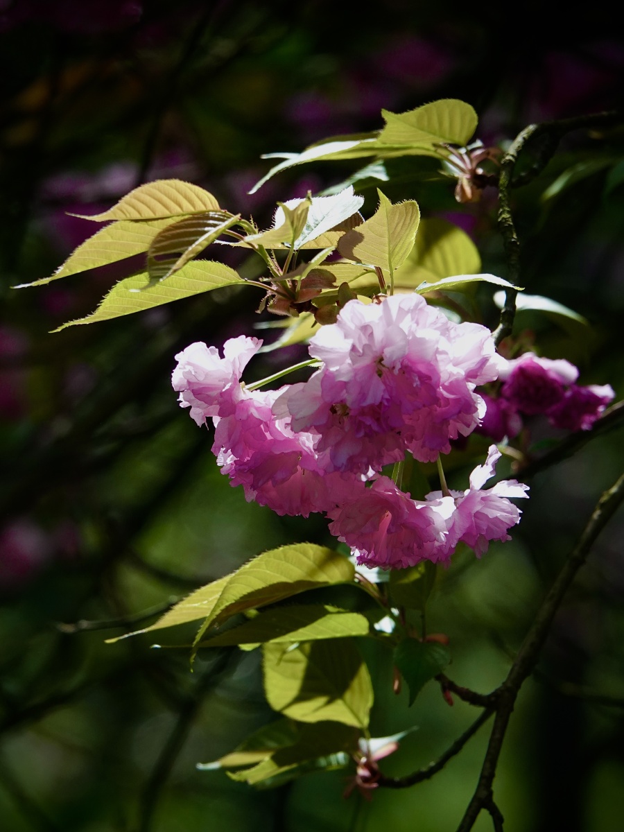 粉红色开花植物特写镜头61晚樱花