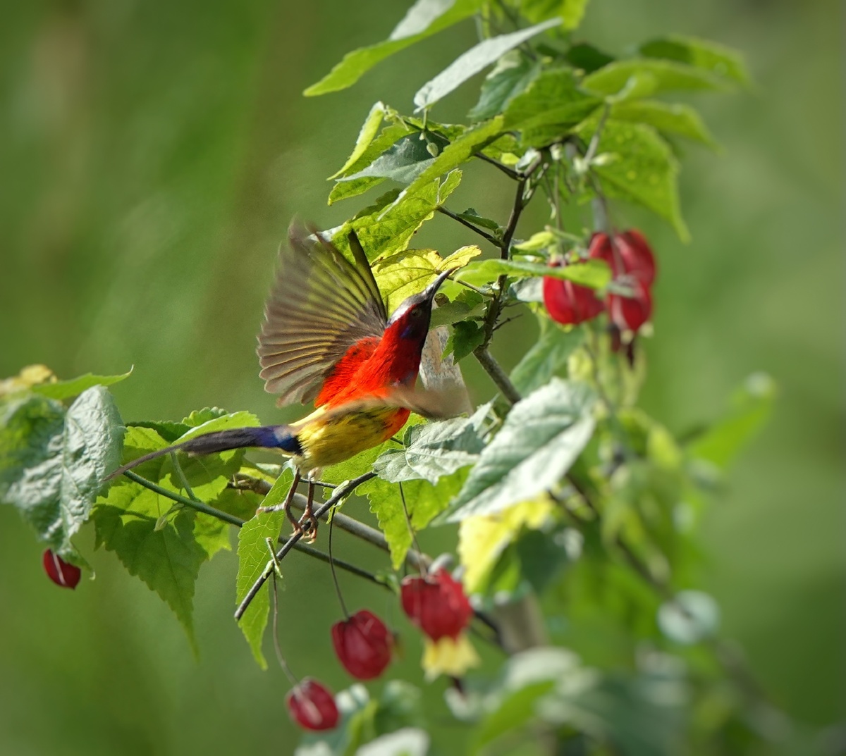 太阳鸟飞向植物上的特写镜头