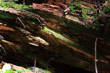 IMG_8420.jpg