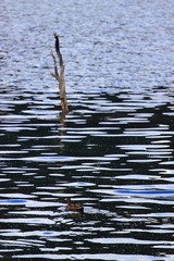IMG_8487.jpg