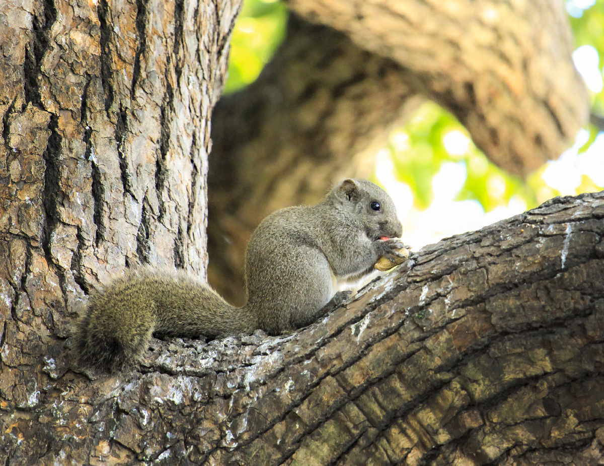 西湖边的小松鼠