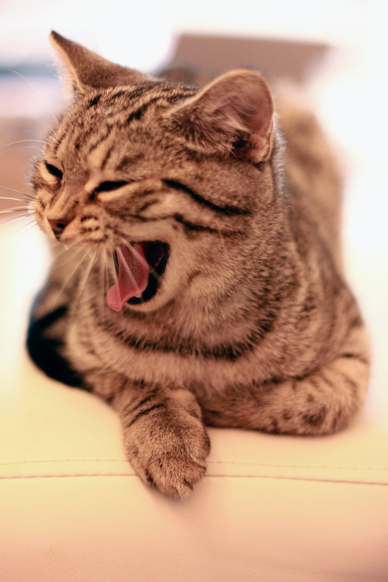 适应力极强,在新环境下收放自如,打个大哈欠,困了么?