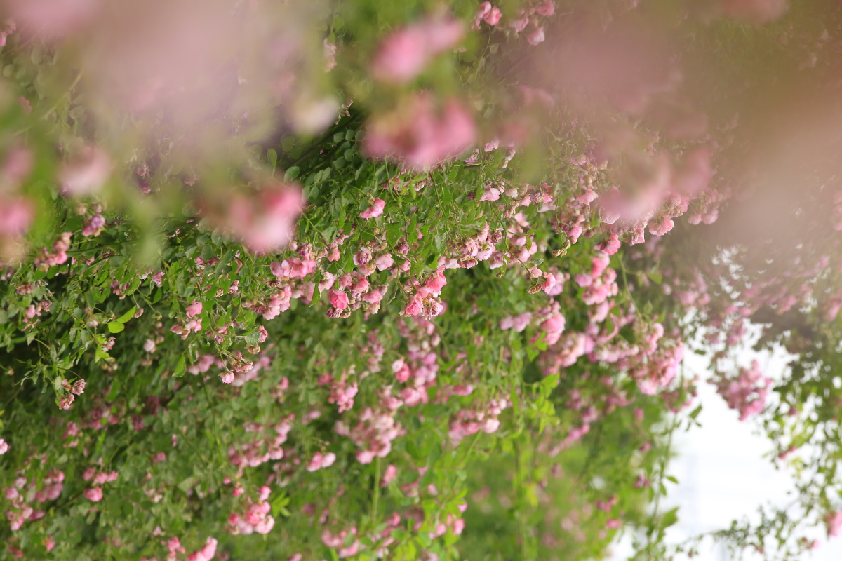 五月蔷薇开殿春风满架花光艳浓浓艳浓艳疏密浅深相间202005200521摄