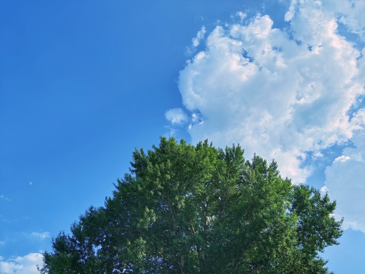 树天空云彩