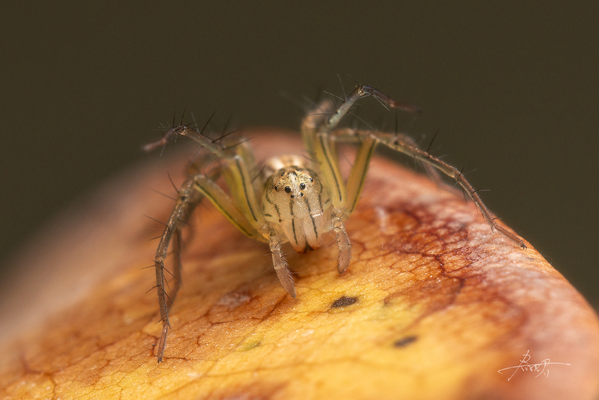 枯叶上的小蜘蛛