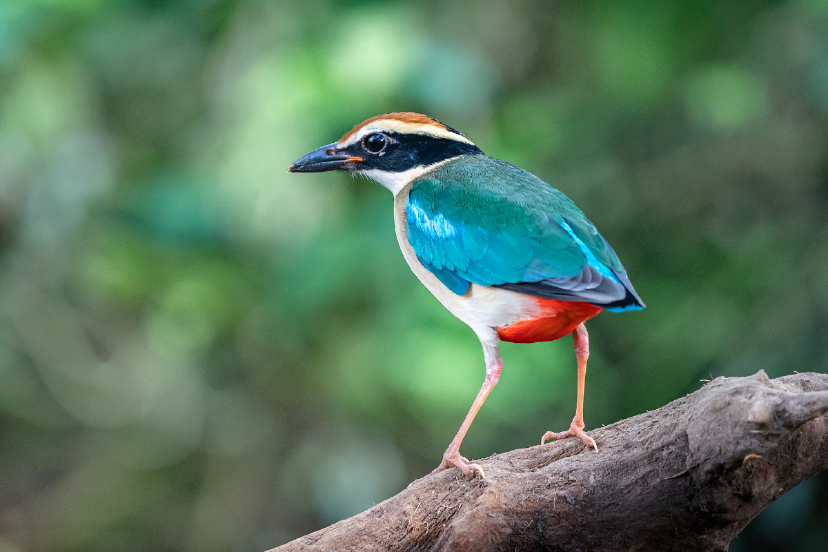漂亮的仙八色鸫