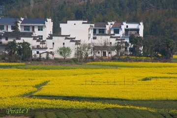 婺源-4024