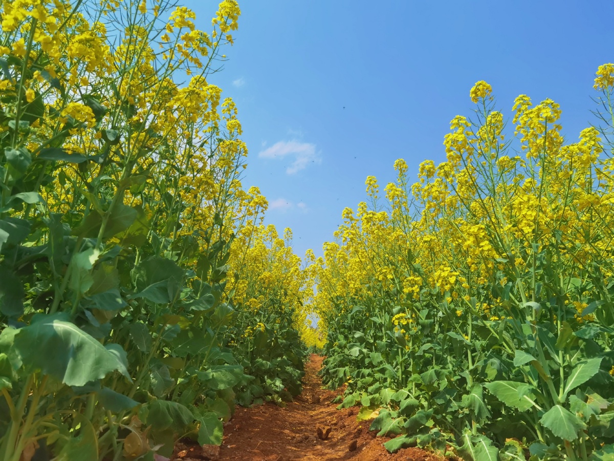 油菜花季节