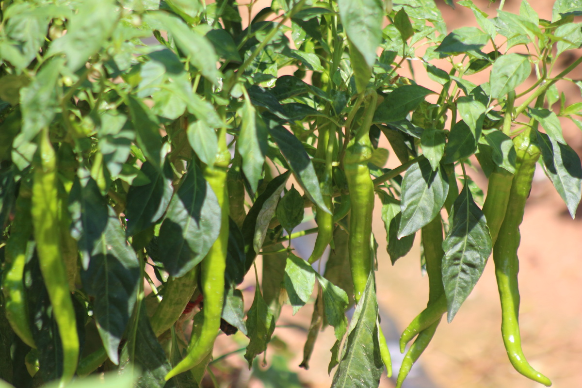 辣椒青辣椒辣椒树