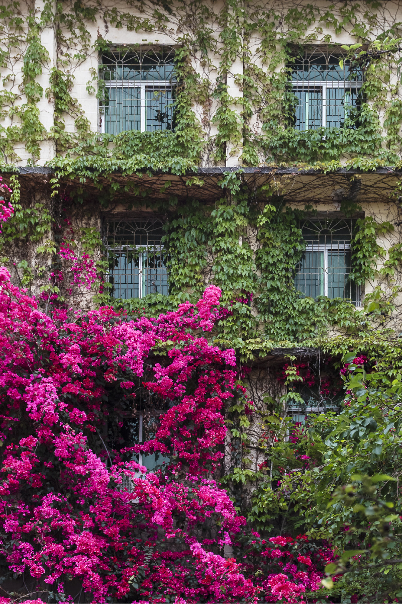 爬满植物的建筑